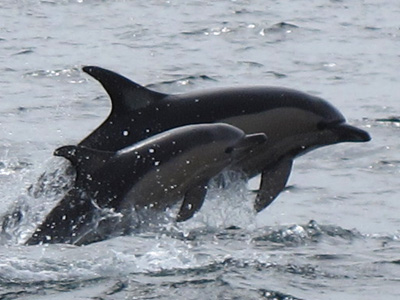 dauphins